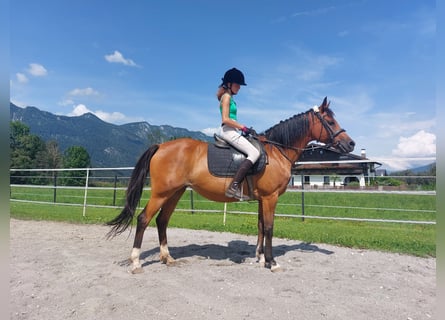 Weitere Ponys/Kleinpferde, Stute, 13 Jahre, 150 cm, Brauner