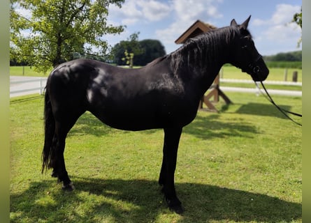 Fler ponnyer/små hästar, Sto, 27 år, 163 cm, Svart