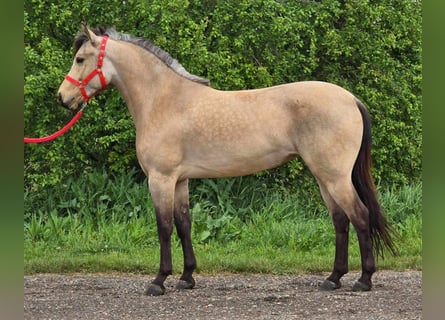 Fler ponnyer/små hästar, Sto, 5 år, 142 cm