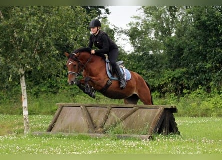 Weitere Ponys/Kleinpferde Blandning, Stute, 5 Jahre, 145 cm, Brauner