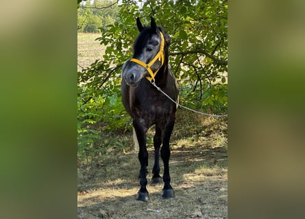 Fler ponnyer/små hästar, Sto, 5 år, 146 cm