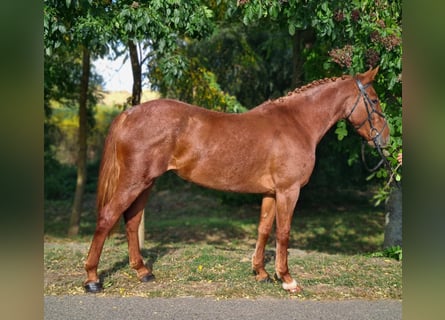 Fler ponnyer/små hästar, Sto, 5 år, 148 cm, fux