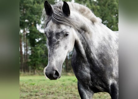 Fler ponnyer/små hästar Blandning, Sto, 7 år, 145 cm, Grå-mörk-brun