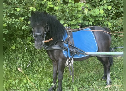 Fler ponnyer/små hästar, Valack, 10 år, 110 cm, Svart