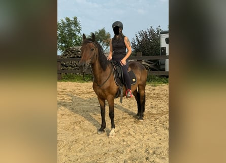 Fler ponnyer/små hästar Blandning, Valack, 10 år, 150 cm, Brun