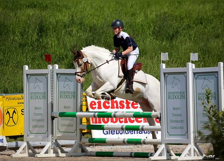 Fler ponnyer/små hästar, Valack, 11 år, 144 cm, Pinto