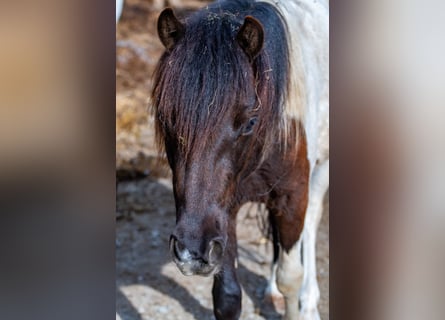 Fler ponnyer/små hästar Blandning, Valack, 2 år, 120 cm