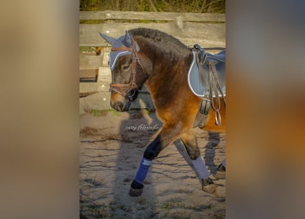 Fler ponnyer/små hästar, Valack, 3 år, 120 cm, Mörkbrun