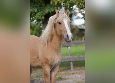 Fler ponnyer/små hästar Blandning, Valack, 4 år, 143 cm, fux