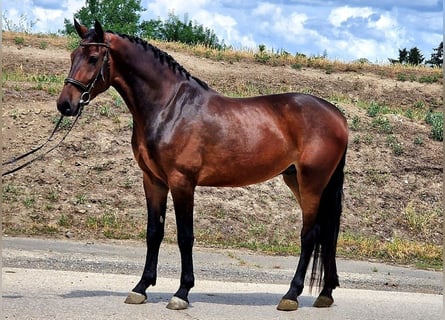 Fler ponnyer/små hästar, Valack, 4 år, 165 cm, Brun