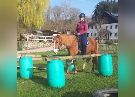 Fler ponnyer/små hästar, Valack, 5 år, 152 cm, fux