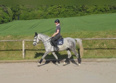 Fler ponnyer/små hästar, Valack, 5 år, 155 cm, Grå