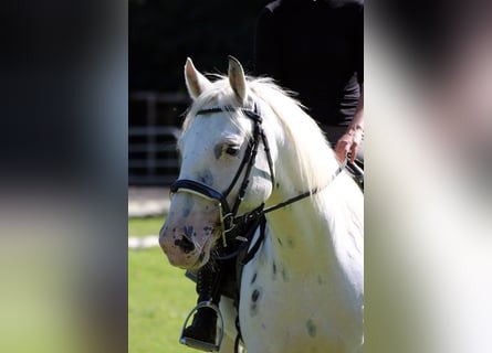 Fler ponnyer/små hästar Blandning, Valack, 5 år, 155 cm, Leopard-Piebald