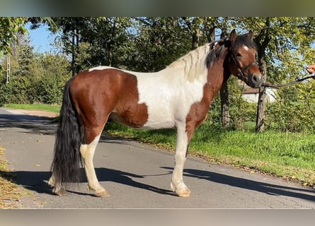 Weitere Ponys/Kleinpferde, Wallach, 6 Jahre, 136 cm, Schecke