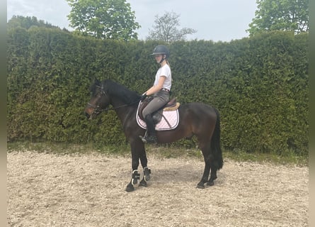 Fler ponnyer/små hästar, Valack, 6 år, 145 cm, Mörkbrun