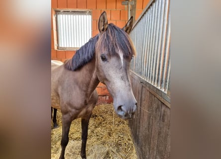 Fler ponnyer/små hästar, Valack, 6 år, 148 cm, Gulbrun