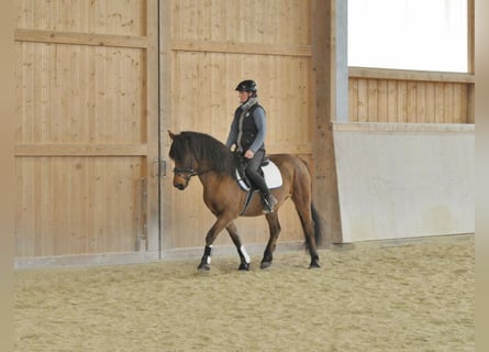 Fler ponnyer/små hästar, Valack, 6 år, 149 cm, Brun