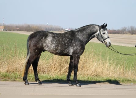 Fler ponnyer/små hästar, Valack, 6 år, 150 cm, Gråskimmel