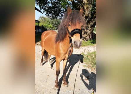 Fler ponnyer/små hästar, Valack, 7 år, 125 cm, Brun