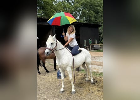 Fler ponnyer/små hästar Blandning, Valack, 7 år, 144 cm, Grå-flugskimmel