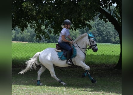 Fler ponnyer/små hästar Blandning, Valack, 7 år, 144 cm, Grå-flugskimmel