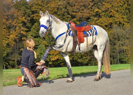 Fler ponnyer/små hästar, Valack, 8 år, 154 cm, Grå