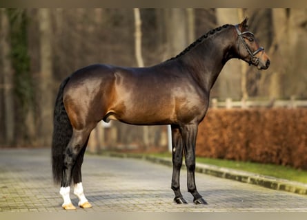 Oldenburg, Stallion, 6 years, 16.1 hh, Bay-Dark