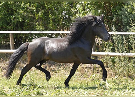 Caballos islandeses, Semental, 21 años, Negro