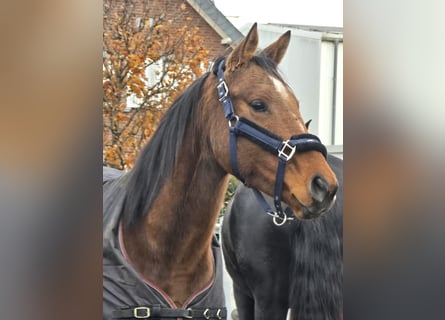 Folblut irlandzki, Klacz, 5 lat, 160 cm, Gniada