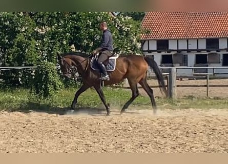 Folblut irlandzki, Klacz, 8 lat, 164 cm, Ciemnogniada