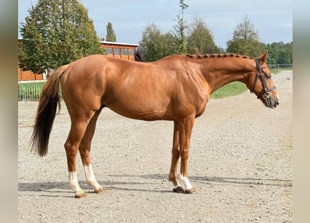 Folblut irlandzki, Wałach, 7 lat, 166 cm, Ciemnokasztanowata