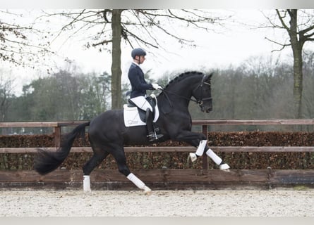 Hanoverian, Stallion, 9 years, 17.1 hh, Black