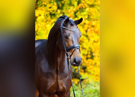 Rijnlander, Hengst, 11 Jaar, 172 cm, Bruin