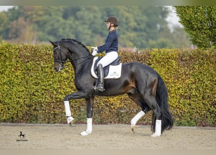 Oldenburg, Stallion, 15 years, 16.3 hh, Bay-Dark
