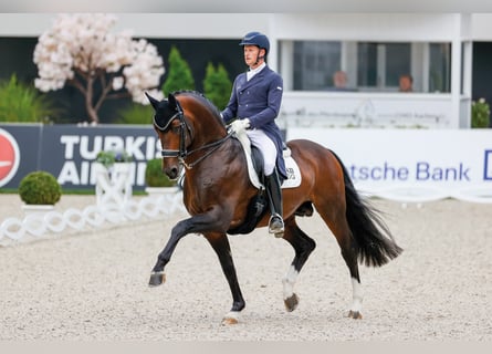 Hannoveraan, Hengst, 17 Jaar, 170 cm, Bruin
