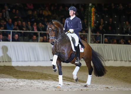 Hanovrien, Étalon, 18 Ans, 168 cm, Bai