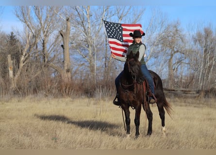 Fox trotter de Missouri, Caballo castrado, 10 años, 142 cm, Negro