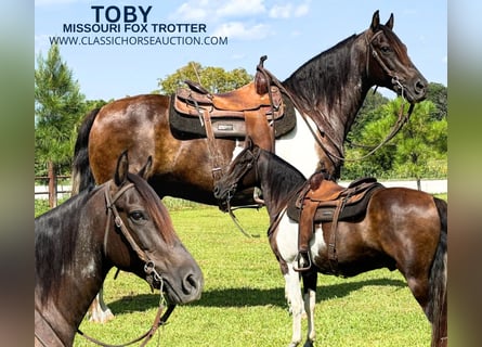 Fox trotter de Missouri, Caballo castrado, 10 años, 152 cm, Castaño rojizo