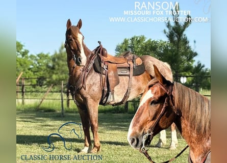 Fox trotter de Missouri, Caballo castrado, 10 años, 152 cm, Ruano alazán