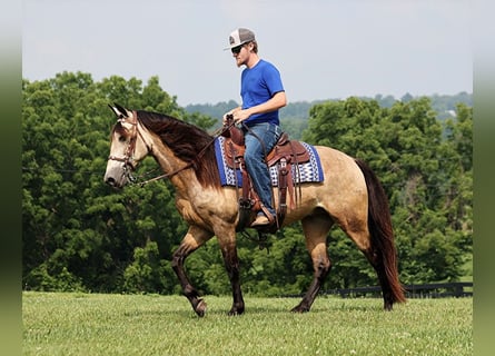 Fox trotter de Missouri, Caballo castrado, 12 años, 150 cm, Buckskin/Bayo