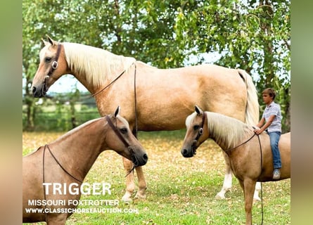 Fox trotter de Missouri, Caballo castrado, 12 años, 152 cm, Palomino