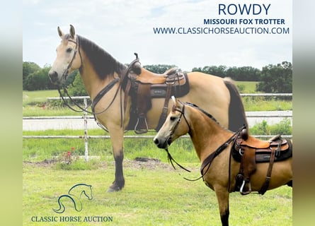 Fox trotter de Missouri, Caballo castrado, 13 años, 152 cm, Buckskin/Bayo