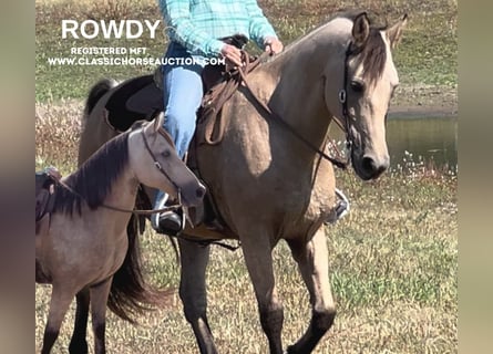 Fox trotter de Missouri, Caballo castrado, 13 años, 152 cm, Buckskin/Bayo