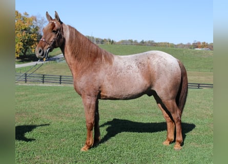 Fox trotter de Missouri, Caballo castrado, 15 años, Ruano alazán