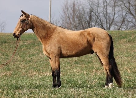 Fox trotter de Missouri, Caballo castrado, 16 años, 163 cm, Buckskin/Bayo