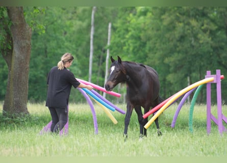 Fox trotter de Missouri Mestizo, Caballo castrado, 3 años, 154 cm, Castaño oscuro