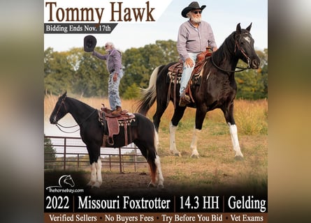 Fox trotter de Missouri, Caballo castrado, 4 años, 150 cm, Negro