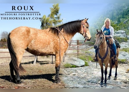 Fox trotter de Missouri, Caballo castrado, 5 años, 157 cm, Buckskin/Bayo