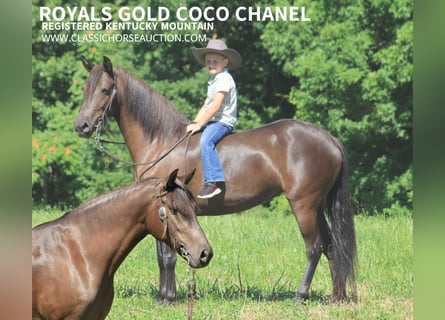 Fox trotter de Missouri, Caballo castrado, 6 años, 142 cm, Negro