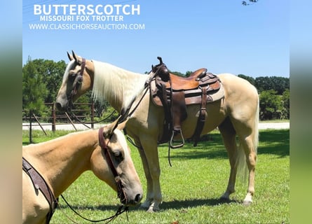 Fox trotter de Missouri, Caballo castrado, 6 años, 142 cm, Palomino